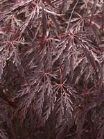Acer palmatum Inaba-Shidare - Large
