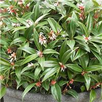 Sarcococca hookeriana Winter Gem - Fragrant Sweet Box - LARGE