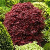 Acer palmatum Shaina - Japanese Maple LARGE circa 120-140cm