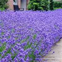 Large Munstead English Lavender - Lavandula angustifolia 'Munstead'
