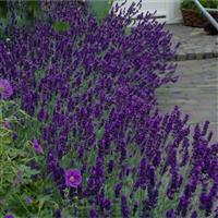 Large Lavendula angustifolia Hidcote - XXXL English Lavender Hidcote Blue in Bud & Bloom