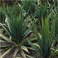 Yucca filamentosa - Adams Needle - Large