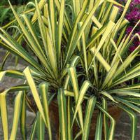 Yucca Colour Guard - Variegated Adams Needle - Large