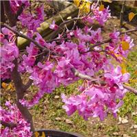 Cercis canadensis The Rising Sun