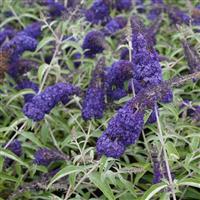 Buddleja davidii Adonis Blue
