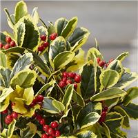 Ilex Golden King - Female Golden Variegated Holly -Large Bushy circa 100-120cm Specimen
