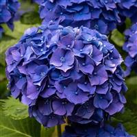 GIANT BLUE MOPHEAD Hydrangea macrophylla Pimpernel - Large Flowered Mophead Hydrangea - XXXL Plants