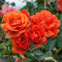 Large 5-7ft Climbing Rose Meillandina