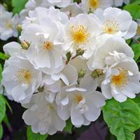 Large 5-6ft Climbing Rose Bobbie James