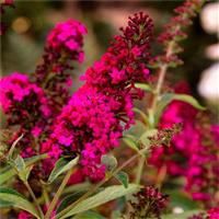 Buddleja davidii Royal Red - Butterfly Bush - Red Buddleia - LARGE