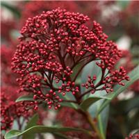 Skimmia japonica Rubesta-Rubella - XL Specimen Plants