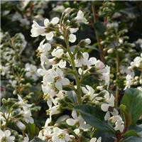 Escallonia Iveyi - Hardy Evergreen - LARGE