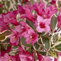 Weigela All Summer Monet - Large