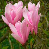 Magnolia soulangeana Heaven Scent - Large Specimen- circa 180-220cm tall