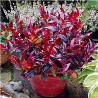 Leucothoe Zeblid - LARGE Evergreen Scarletta Plants Switch Ivy