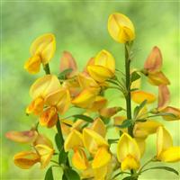 Cytisus Apricot Gem - Large Plant