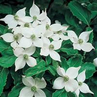 Cornus kousa chinensis - Large Plant- circa 120-140cm