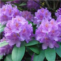 Rhododendron Catawbiense Grandiflorum LARGE Specimen