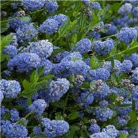 Ceanothus Victoria - Evergreen Californian Lilac - LARGE 90-120cm SPECIMEN