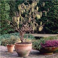 Corylus avellana 'Contorta' - Corkscrew Hazel - circa 140-160cm