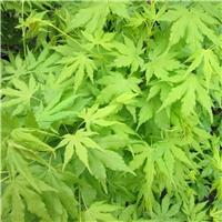 Acer palmatum Going Green - LARGE Specimen circa 6Ft