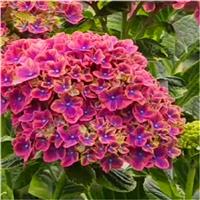 Hydrangea Festival - Large Flowered Mophead Hydrangea - XXXL Plants