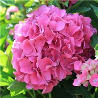 Hydrangea Vienna - Large Flowered Mophead Hydrangea - XXXL Plants