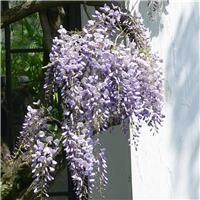 Wisteria floribunda 'Eranthema' - Large Specimen Plant - circa 6-7ft