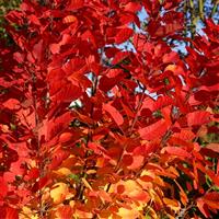 Cotinus coggygria 'Flamissimo' - LARGE Specimen