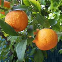 Citrus x Aurantium - Orange - Extra Large Specimen - circa 150-180cm
