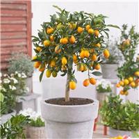 Citrus fortunella - Kumquat - Extra Large Specimen Citrus Tree - circa 140-160cm
