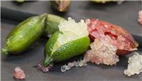 Citrus Australasica - Finger Lime - Extra Large Caviar Lime Tree - circa 120-140cm