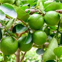 Citrus Latifolia - Lima Verde - Extra Large Specimen Citrus Tree - circa 140cm
