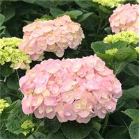 Hydrangea My Beautiful Sakura - Large Flowered Mophead Hydrangea - XXXL Plants