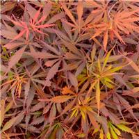 Acer Jerre Schwartz - LARGE Japanese Maple circa 140-160cm