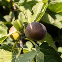 GIANT Fig Tree - Ficus carica 'Napolitana' - XXXL Large Specimen