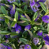 Hebe andersonii 'Donna Britta' - Large Royal Blue Hebe - XXL Plant In Bud & Bloom