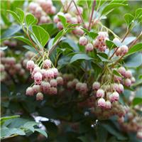 Enkianthus campanulatus - Large Red Vein Enkianthus - circa 80-100cm