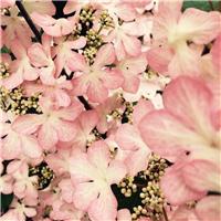 Viburnum plicatum 'Molly Schroeder' - Large Specimen