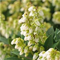 Pieris japonica Cupido - Extra Large Specimen