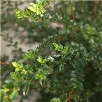 Azara microphylla - Box Leaf Azara- Large 120-140cm Specimen