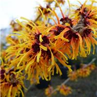 Hamamelis x intermedia Orange Beauty - Witch Hazel - LARGE Specimen 120-140cm