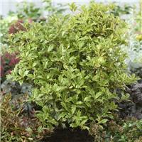 Large Osmanthus Heterophyllus - Evergreen Shrub - circa 120-140cm tall