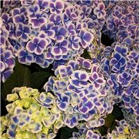 GIANT BI-COLOUR MOPHEAD Hydrangea macrophylla 'Harlequin' - Large Flowered Mophead Hydrangea - XXXL Plants