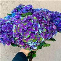 Hydrangea macrophylla 'Charlotte Blue'- Large Flowered Mophead Hydrangea