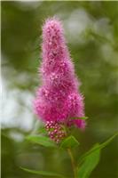 Spiraea Billardii