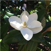Magnolia grandiflora 'Alta'- Bull Bay Tree - Large Evergreen Magnolia Tree -circa 180-200cms