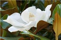 Magnolia grandiflora 'Kay Parris'- Bull Bay Tree - Large Evergreen Magnolia Tree - circa 180-200cms tall