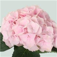 HydrangeaTouch of Pink - Large Flowered Mophead Hydrangea - XXXL Plants