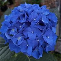 Hydrangea macrophylla Bela - Giant Flowered BLUE Mophead Hydrangea - XXXL Plants